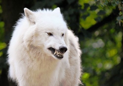 canines-white-wolf_3.jpg