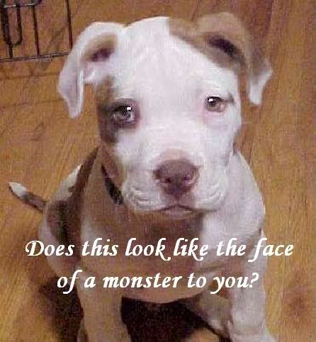 pitbull.jpg