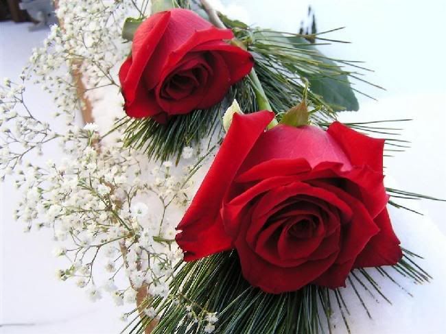 red roses