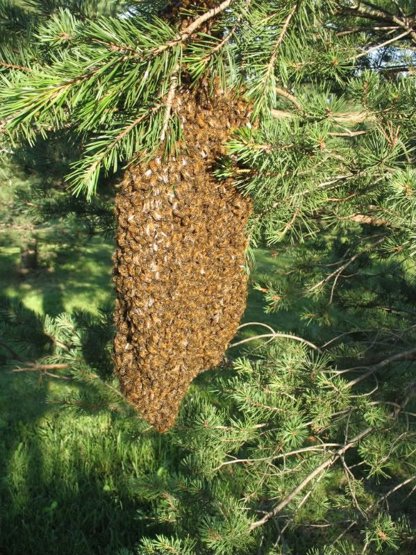 Honey Bee Swarm Swarm of Honey Bees in Pine Tree