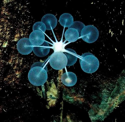 sponges in ocean. Ping Pong Tree Sponge