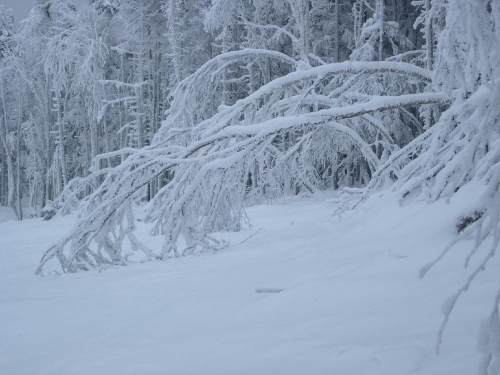 DSCN3558.jpg