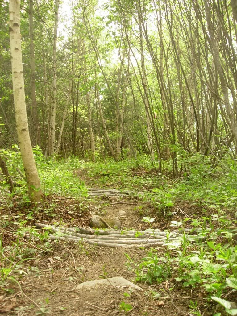 DSCN3745.jpg