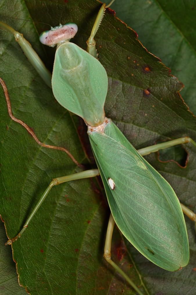 Shield Mantis