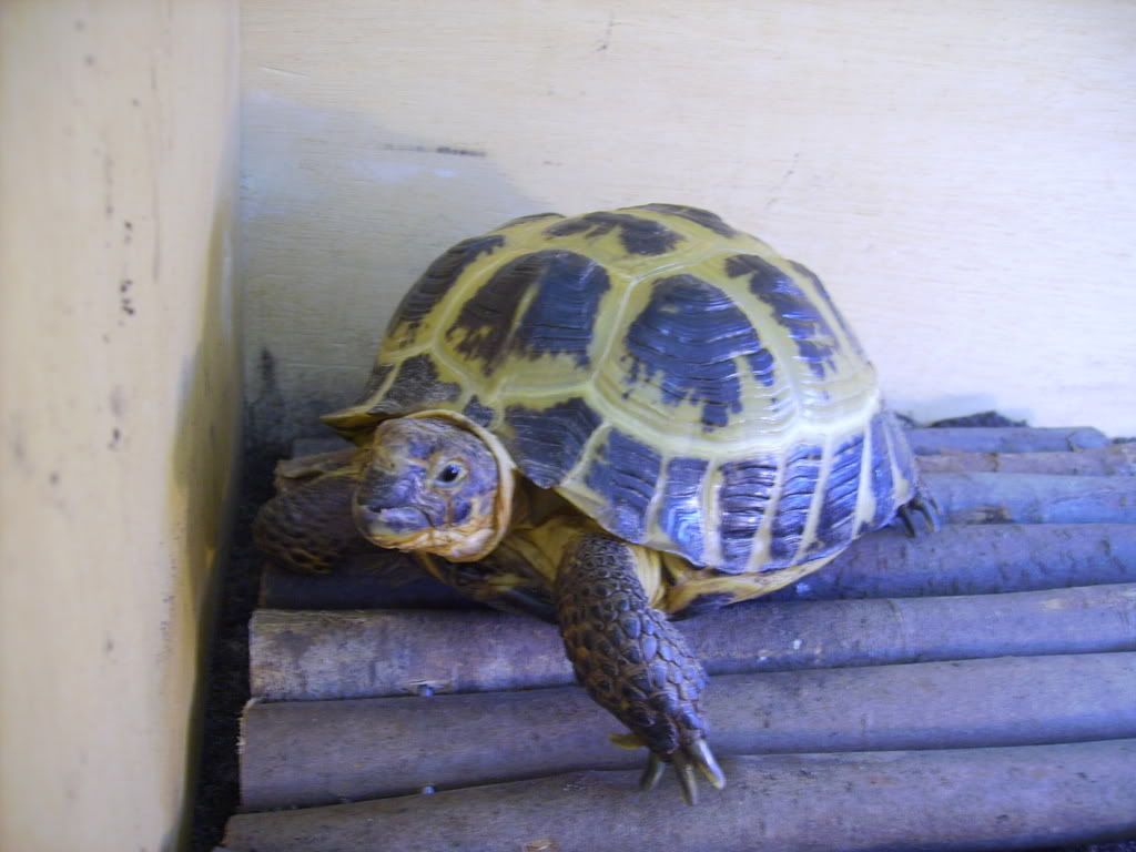 sad tortoise Reptile Forums