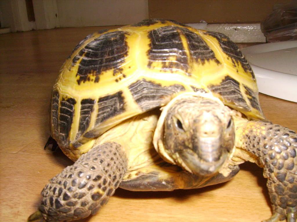 sad tortoise Reptile Forums