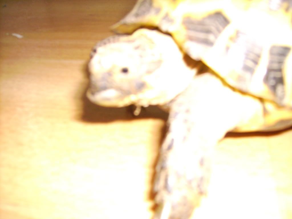 sad tortoise Reptile Forums