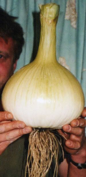 http://i266.photobucket.com/albums/ii247/vegdan/onion.jpg
