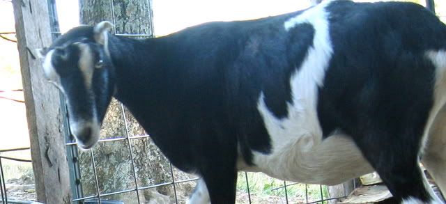 Want to get goats- need setup advice - Goats