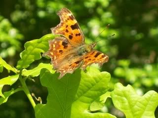 butterfly3