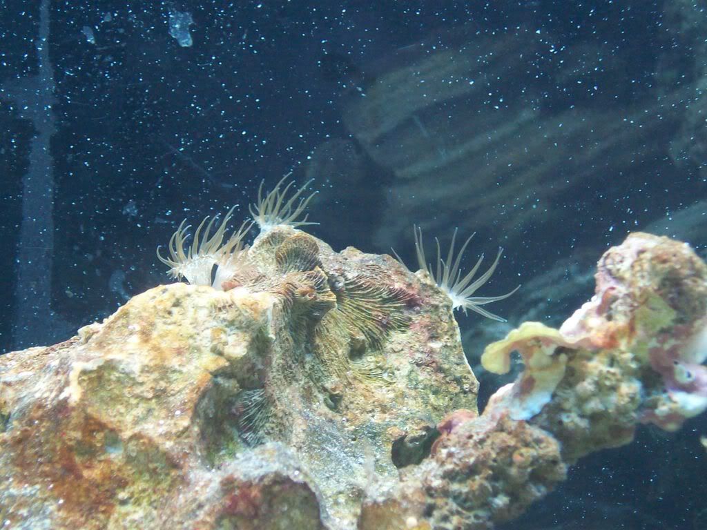 I'm having trouble with telling the difference between feather dusters