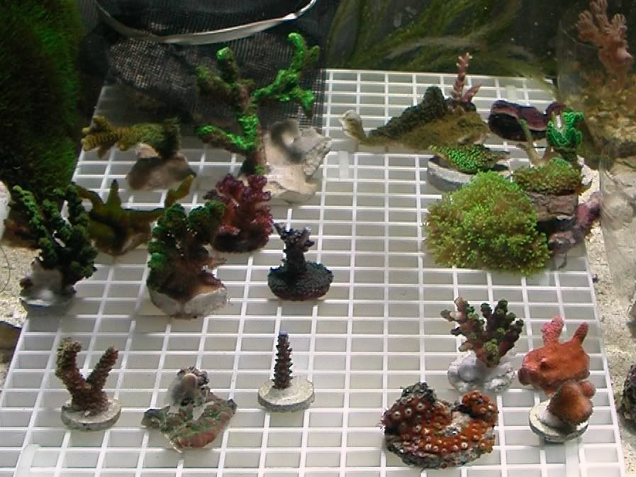 DSCN4550frags.jpg