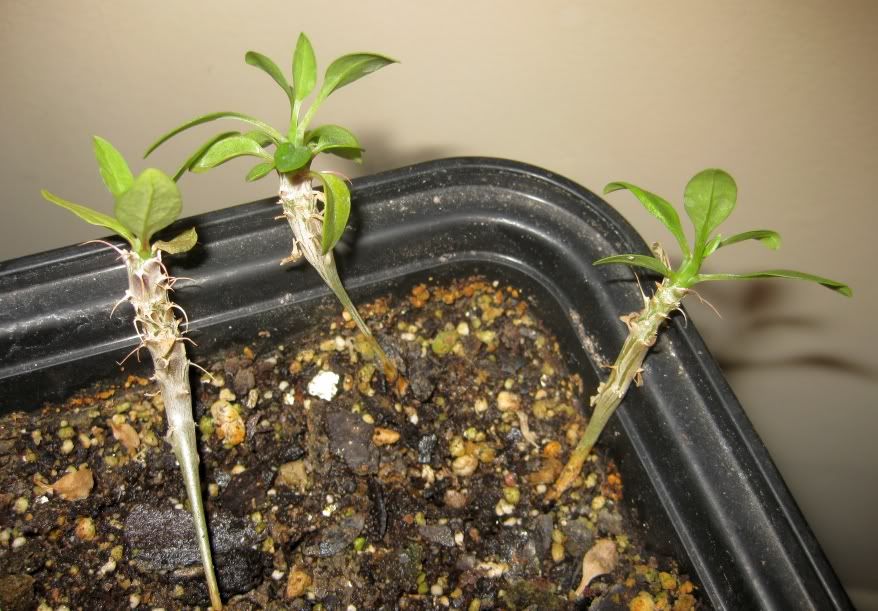 fouquieria-diguetii-seedlings-cactiguide