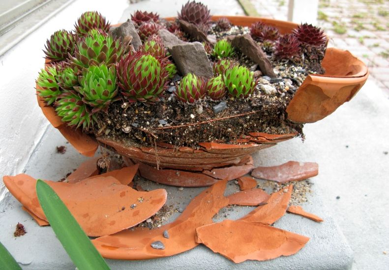 Sempervivums