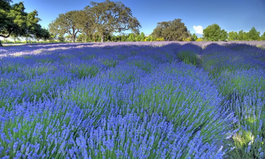 Lavender_zps31875638.jpg