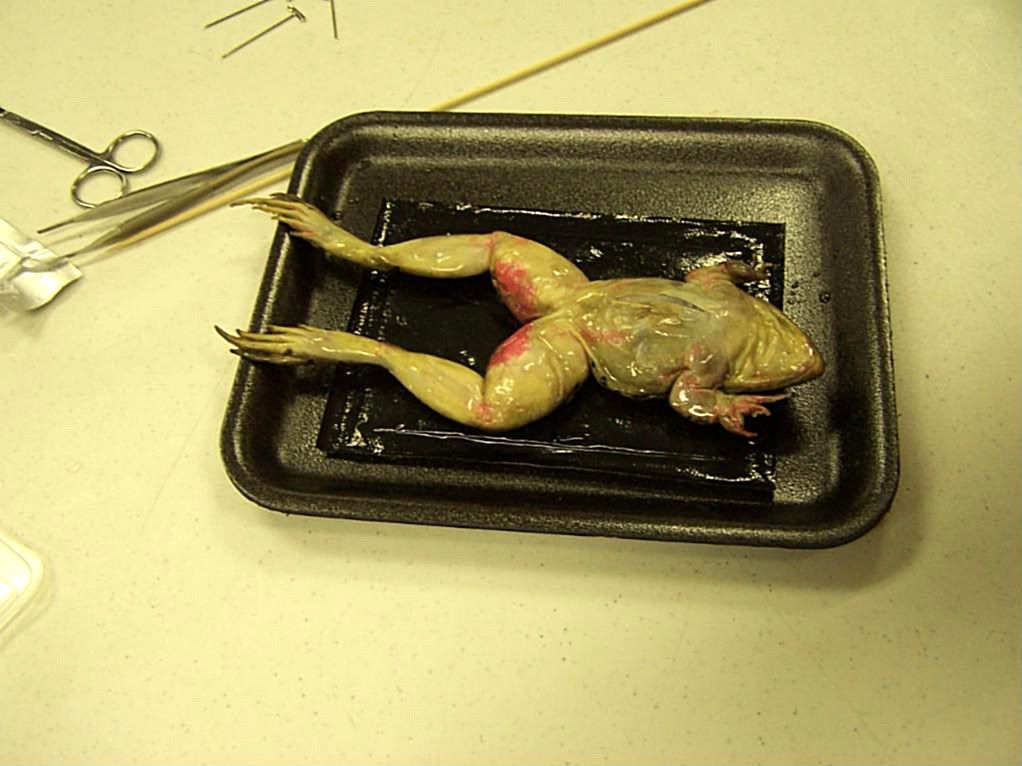 dissecting frog. got to dissect frogs,