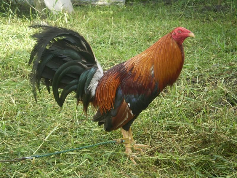 Pine+Albany+Game+Fowl pine albany gamefowl albany gamefowl for sale gamefowl for sale
