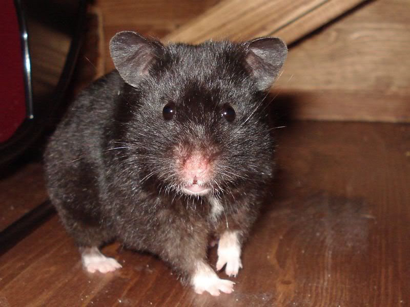 Batty006.jpg