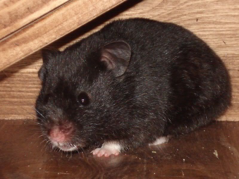 Batty007.jpg