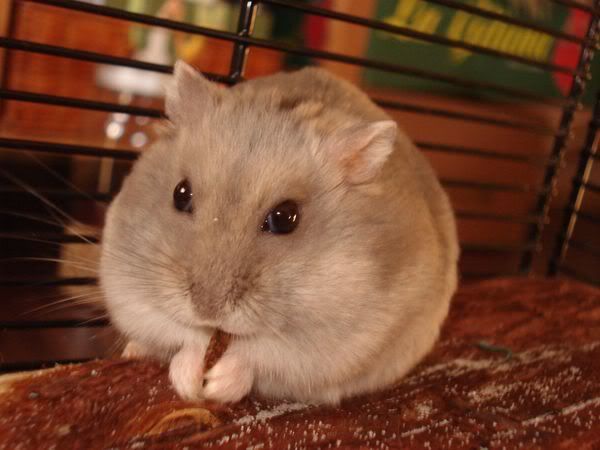 Hamster003.jpg