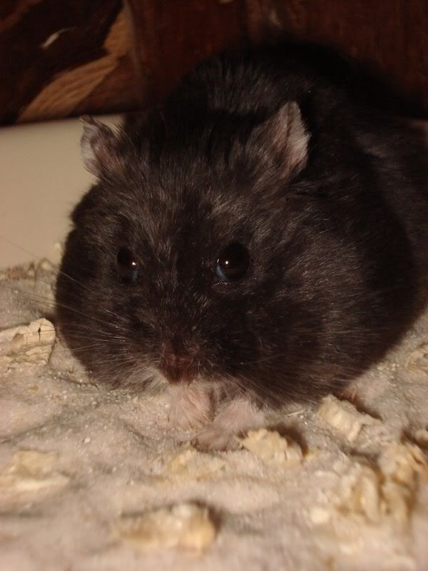 Hamster_1004.jpg