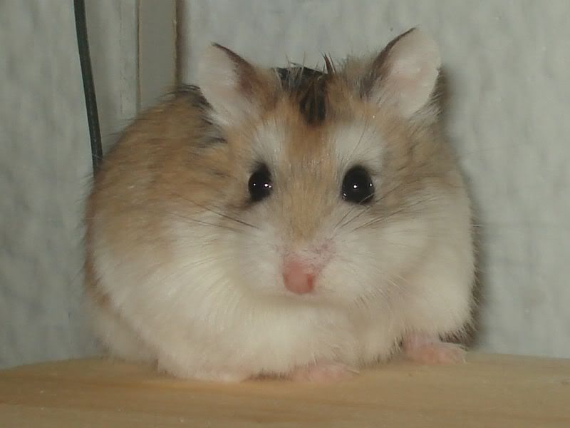 MonsieurLuc.jpg