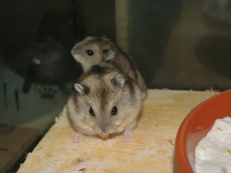 hamster1.jpg
