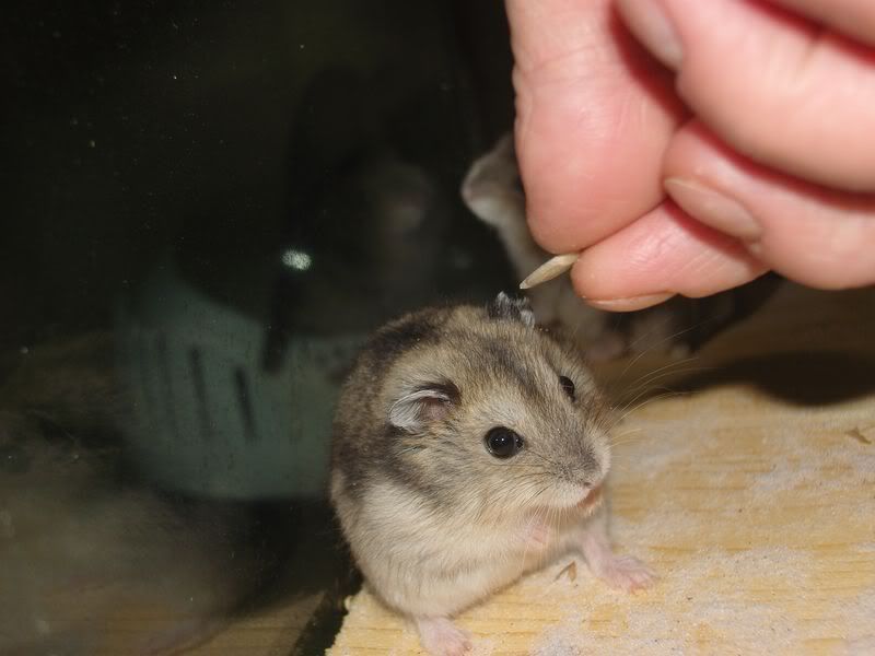hamster2.jpg