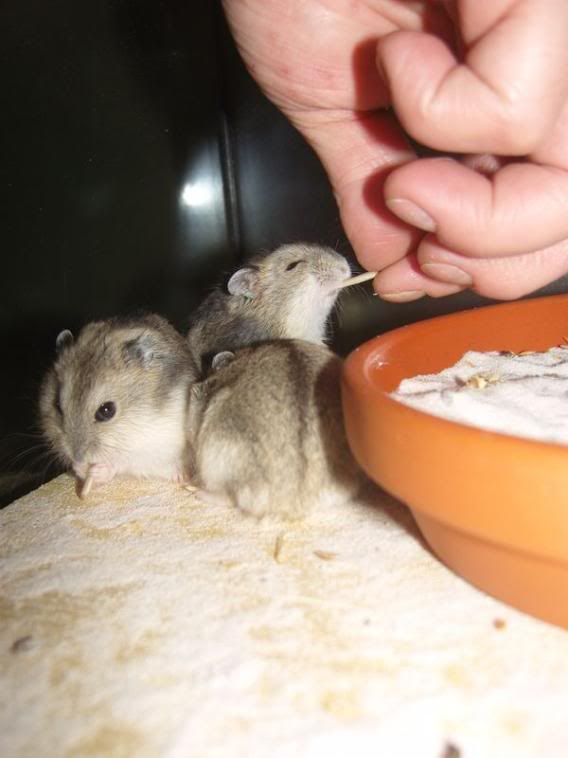 hamster3.jpg