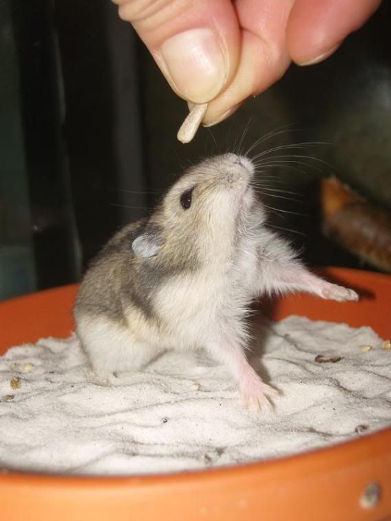 hamster6.jpg