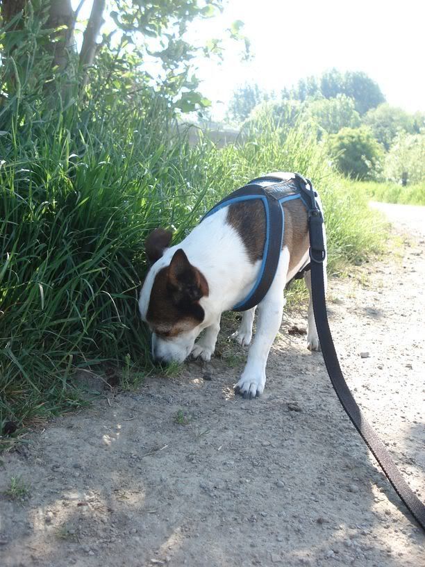 sommer084.jpg