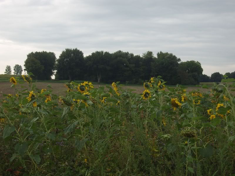 spot5-1.jpg