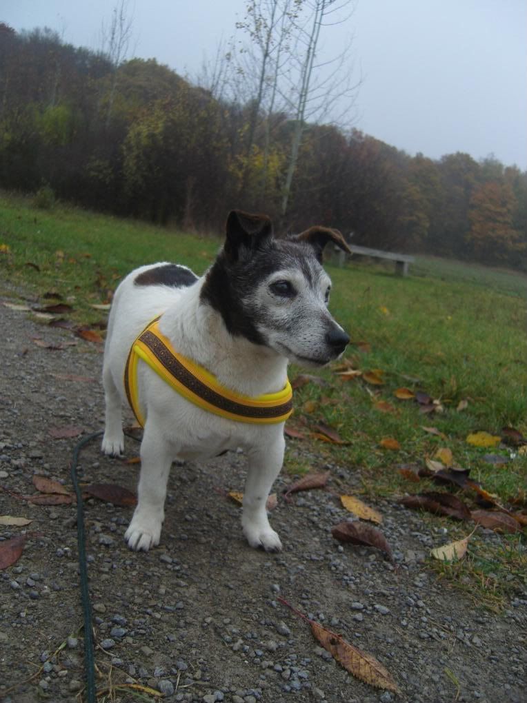 spottycindy4november012.jpg