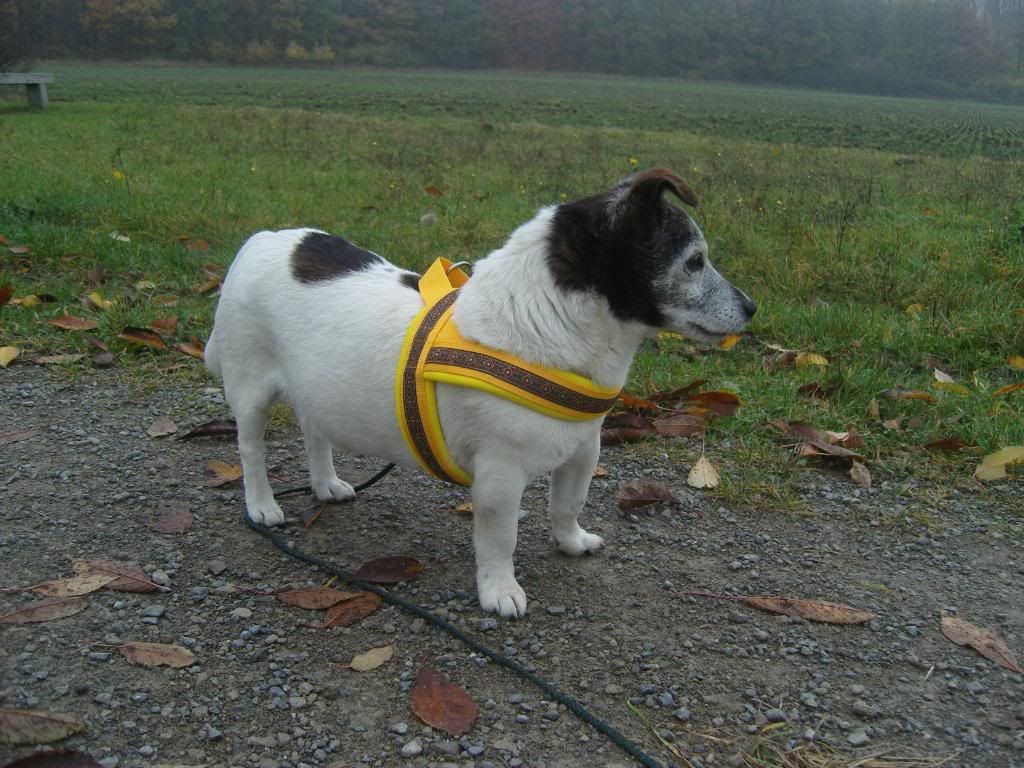 spottycindy4november013.jpg