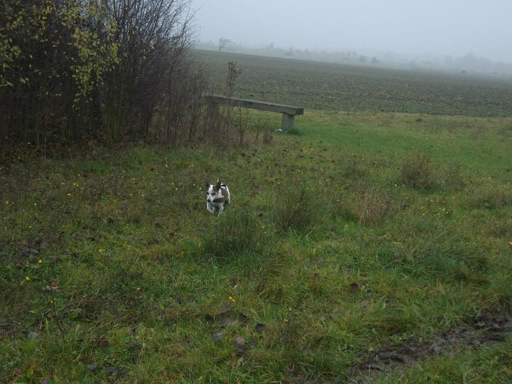 spottycindy4november022.jpg