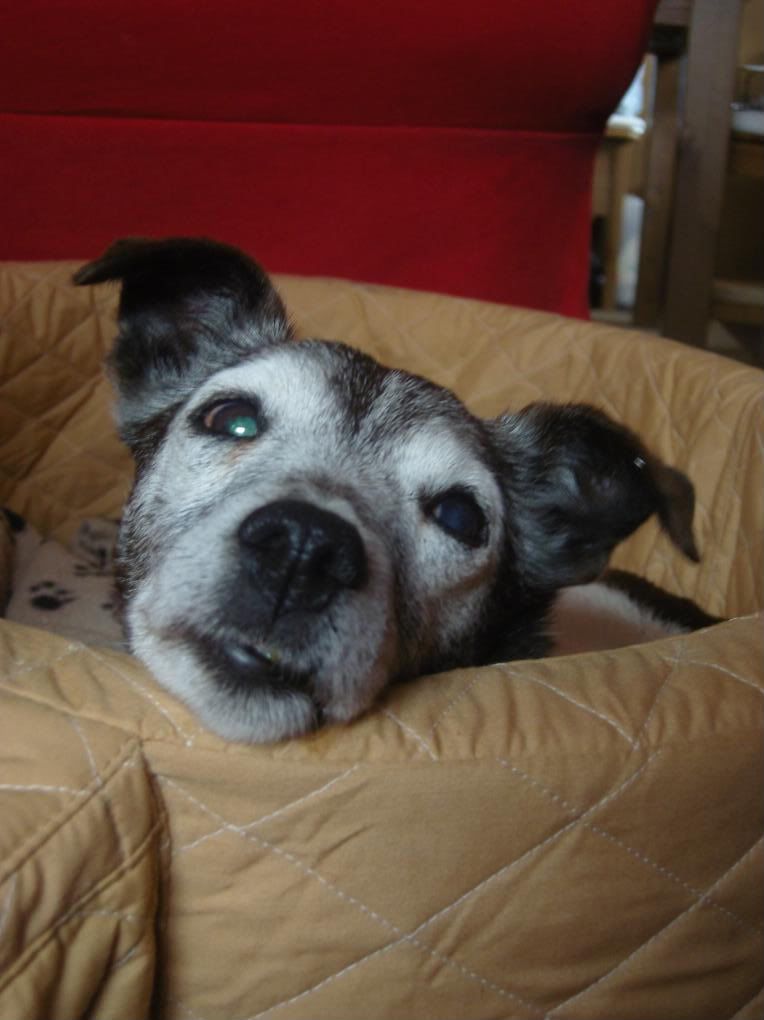 spottycindy4november057.jpg