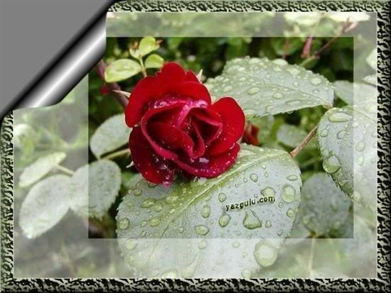 11-1.jpg picture by marinanisp