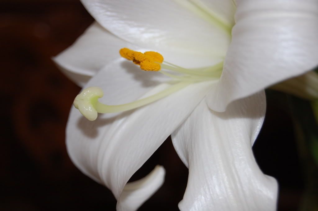 �i�ek Resimleri (5 Katalog)