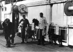 Dogs on the R.M.S. Titanic