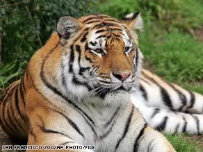 Satisfied Tiger