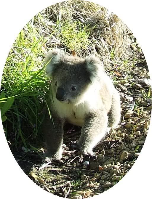 Koala1.jpg