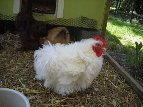 Frizzle Cochin Bantams