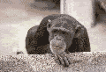 Bumpmonkeysayingno.gif