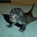 thpushoutkitten.gif