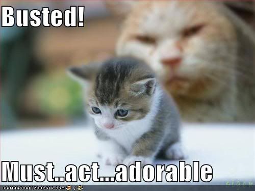 funny-pictures-adorable-kitten-1.jpg