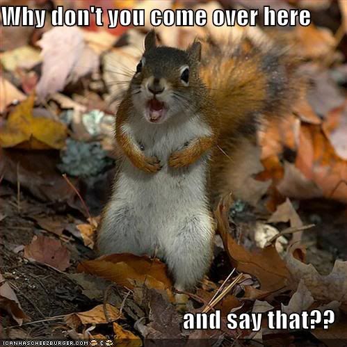 funny-pictures-angry-squirrel-le-1.jpg