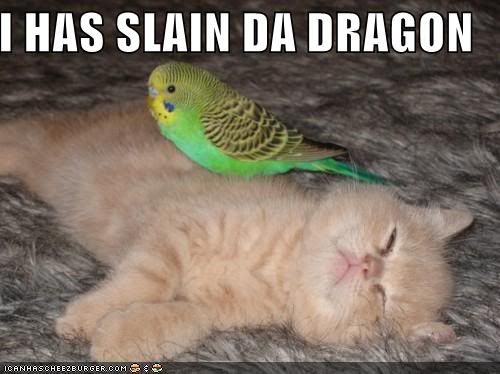 funny-pictures-bird-slays-kitten-2.jpg