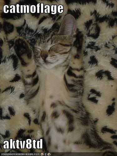 funny-pictures-cat-camoflauged-fur-.jpg