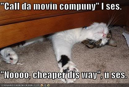 funny-pictures-cat-furniture-2.jpg