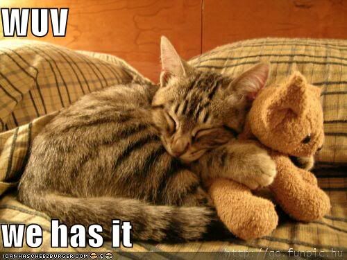 funny-pictures-cat-hugs-stuffed--2.jpg